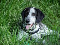 Hunde, Tierarztpraxis List