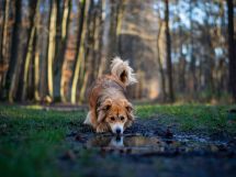Hunde, Tierarztpraxis Dres. Bartusch und Oesterreich
