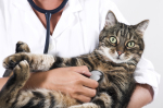 Katzen, Tierarztpraxis Dres. Bartusch u. Oesterreich
