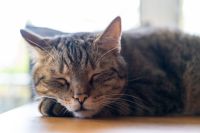 Katzen, Tierarztpraxis Dres. Bartusch u. Oesterreich