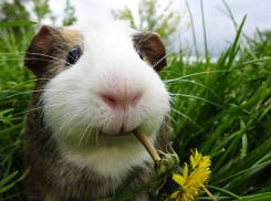 Meerschweinchen, Tierarztpraxis List